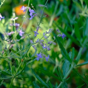Perovskia 'Compact Blue'