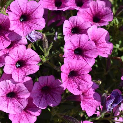 Petunia 'Plum Veined'