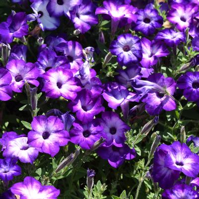 Petunia 'Blue'
