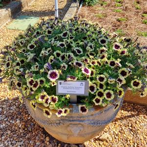 Petunia 'Heavenly Blackberries & Cream'