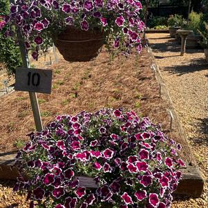 Petunia hybrida 'Purple'