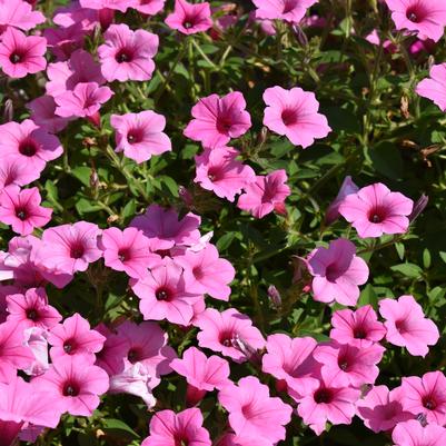 Petunia hybrida 'Pink'