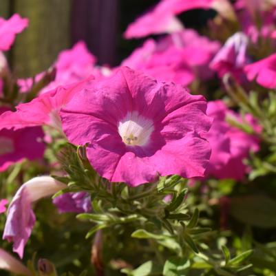 Petunia 'Series Comp'