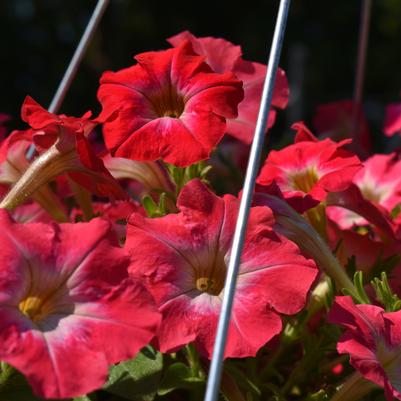 Petunia 'Mambo GP Red Morn'