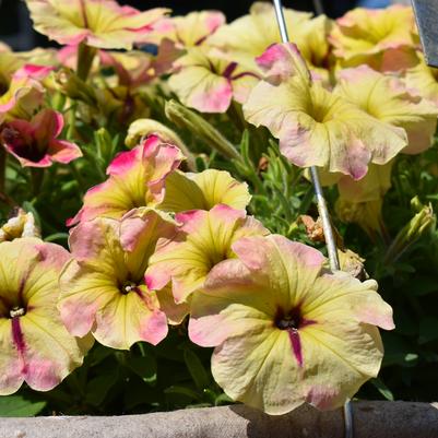 Petunia
