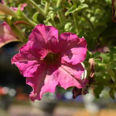 Petunia 'Sophistica Antique Shades'
