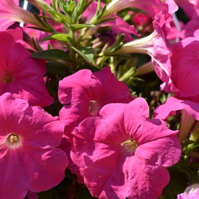 Petunia 'Damask Pink'