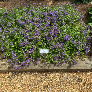 Scaevola aemula 'Dark Blue'