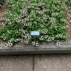 Scaevola aemula 'Pink'