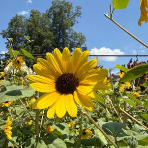 Sunflower 'Sunfinity Yellow with Dark Center'